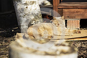 Image of red cat resting on cardboard in the yard