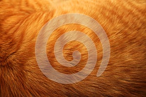 Image of red cats fur background