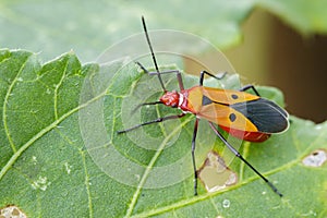 Image of Red Cotton Bug & x28;Dysdercus cingulatus Fabricius& x29;