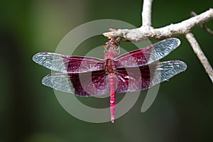 Image of a red dragonflies Camacinia gigantea.