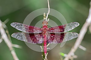 Image of a red dragonflies Camacinia gigantea.