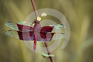 Image of a red dragonflies Camacinia gigantea.