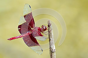 Image of a red dragonflies Camacinia gigantea