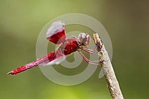 Image of a red dragonflies Camacinia gigantea