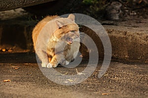 Image of a red-haired aggressive cat on the pavement
