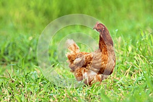 Image of red hen. photo