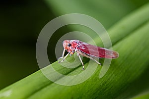 Image of red leafhopper Bothrogonia sp.,Cicadellidae/Homoptera