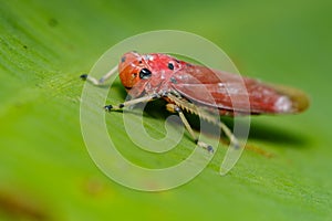 Image of red leafhopper Bothrogonia sp.,Cicadellidae/Homoptera