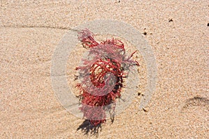 Image of a red seaweed or Gracilaria Rhodophyta on the beach sand photo