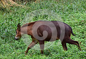 This is an image of red serow or capricornis rubidus.