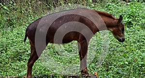 This is an image of red serow or capricornis rubidus