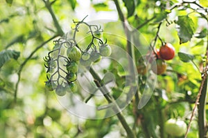 Image of red tomatoes hanging ripe on the branches