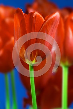 Image of red tulips against vivid blue