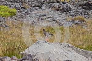 Image of redshank along the coast of iceland