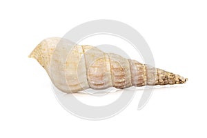 Image of rhinoclavis aspera is a species of sea snail, a marine gastropod mollusk in the family Cerithiidae isolated on white
