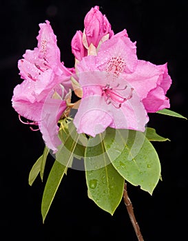 Image of Rhododendron flower on black.