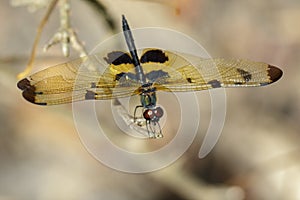Image of a rhyothemis phyllis dragonflies on a tree branch. photo