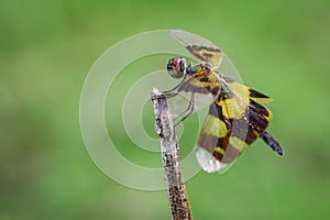 Image of a rhyothemis phyllis dragonflies on a tree branch. photo