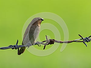 Image of a ricebird.