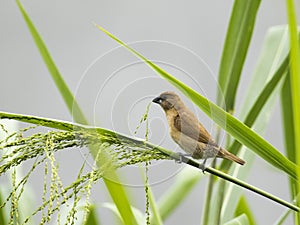 Image of ricebird.