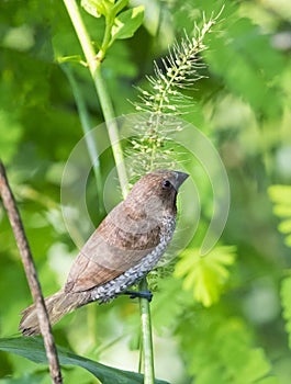 Image of ricebird perched.