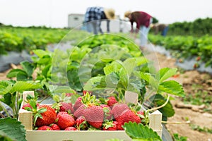 Image of ripe selected freshly picked strawberries in a crate on a plantation