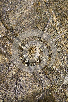 Image of River Huntress Spiders on the rock.