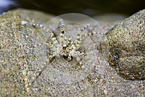 Image of River Huntress Spiders on the rock.