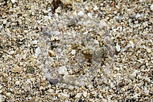 Image of River Huntress Spiders Venatrix arenaris on the sand.