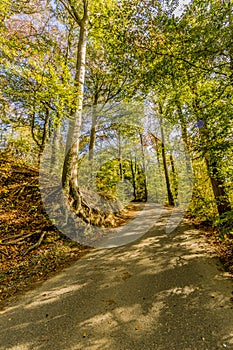 Image of a road through the forest in a wonderful autumn day