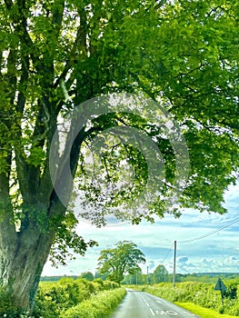 Trees and fields of Doeset