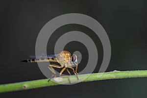 Image of an robber fly& x28;Asilidae& x29; on a branch.