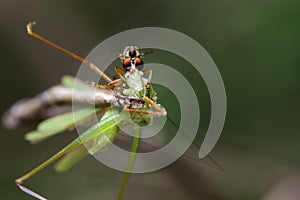 Image of an robber fly& x28;Asilidae& x29; eating grasshopper.