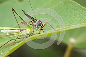 Image of an robber fly& x28;Asilidae& x29; eating grasshopper.