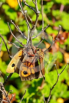 Image of an robber fly eating prey