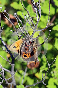 Image of an robber fly eating prey