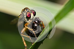 Image of an robber fly eating prey on green leaves. Insect