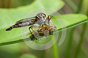 Image of an robber fly eating prey on green leaves.