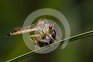 Image of an robber fly eating prey on green leaves. Reptile