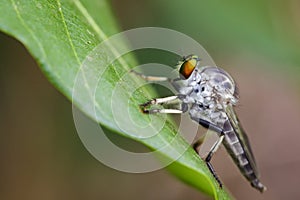 Image of an robber fly& x28;Asilidae& x29; on green leaves.