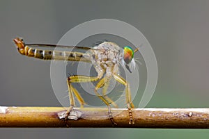 Image of an robber flyAsilidae on a branch.