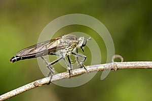 Image of an Robber flyAsilidae on nature background. Insect