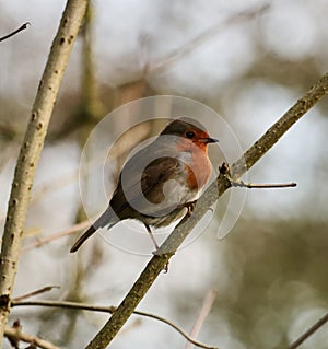 Robin posing in a tree