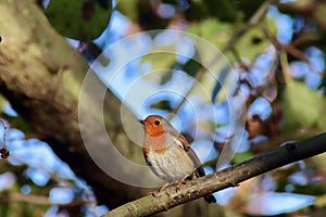 Robin posing in a tree