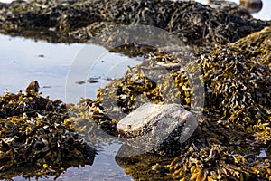 Image of rocks covered with seaweed in a shallow tidal pool