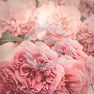 Image of romantic pink roses, vintage stylized with matte effect photo