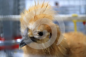 Image of a rooster in a cage