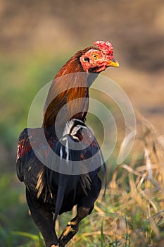Image of rooster in green field.