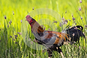 Image of rooster in green field.