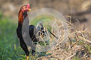 Image of rooster in green field.